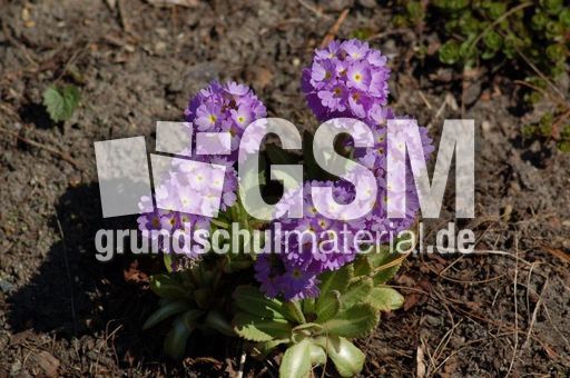 Primel-Kugelprimel 06.JPG
